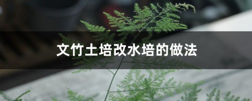 文竹土培改水培的做法