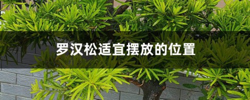 罗汉松风水摆放，能种大门两边吗