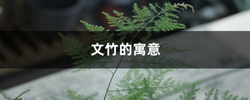 文竹的寓意，文竹开花图片