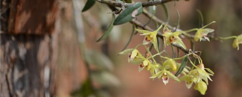 思茅适合养什么花，市花和市树是什么