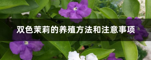 双色茉莉的养殖方法和注意事项