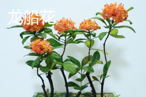 龙船花