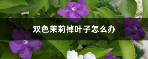 双色茉莉掉叶子怎么办