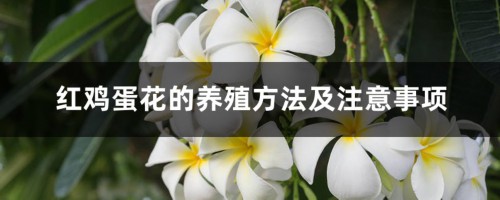 红鸡蛋花的养殖方法及注意事项