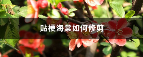 贴梗海棠如何修剪