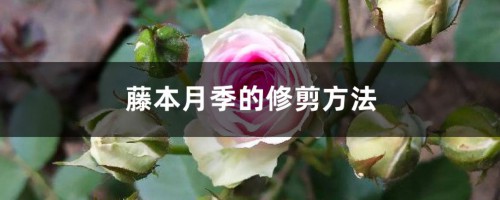 藤本月季的修剪方法